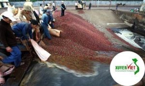 Hệ thống xử lý nước thải chế biến cà phê chuẩn – Môi Trường Xuyên Việt