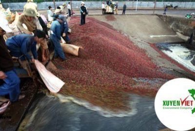 Hệ thống xử lý nước thải chế biến cà phê chuẩn – Môi Trường Xuyên Việt